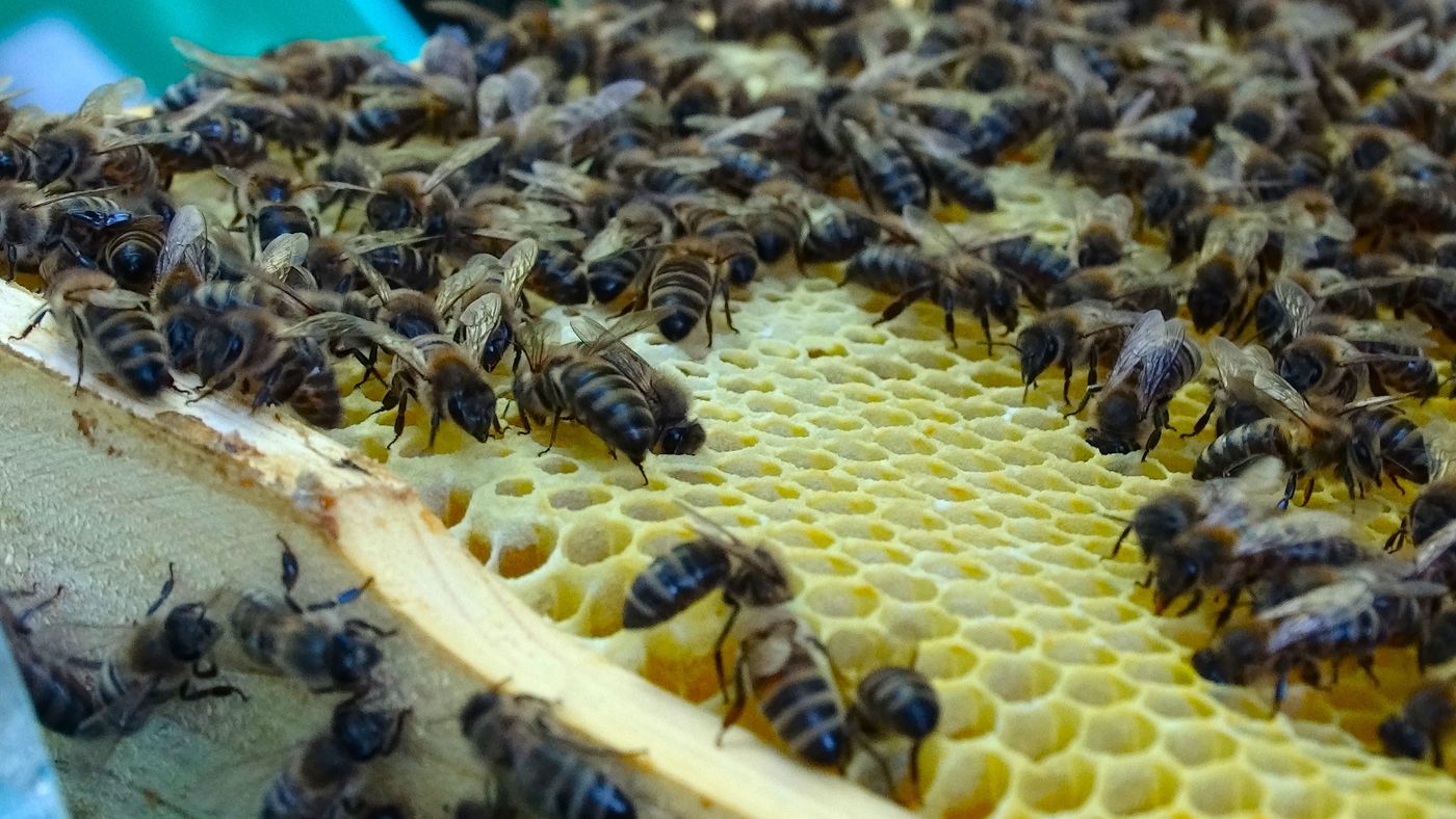 Arıcılık ekipmanı ve kovan hazırlığı