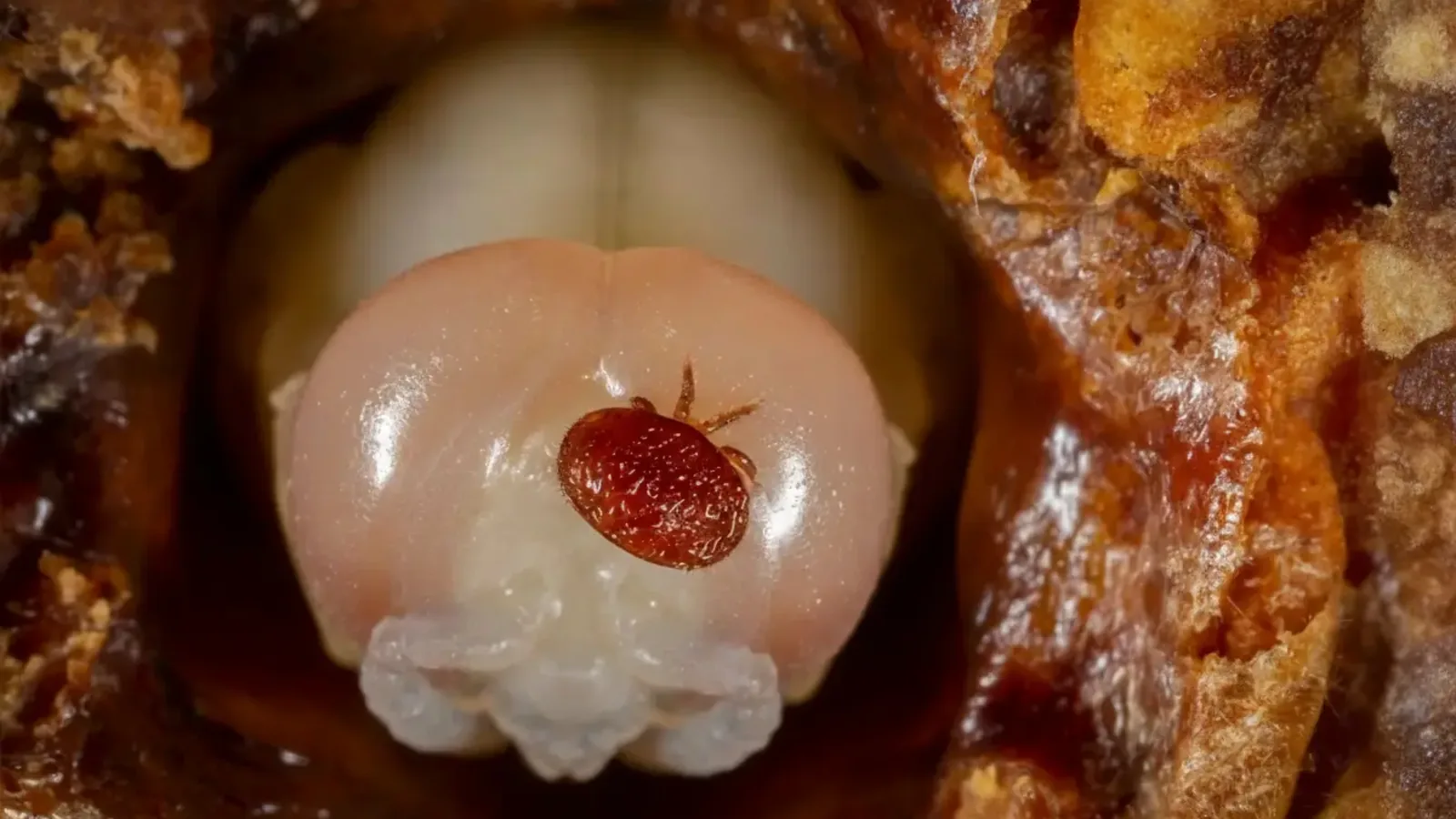 Varroa-Ari-Akari-Ari-Zararlisi