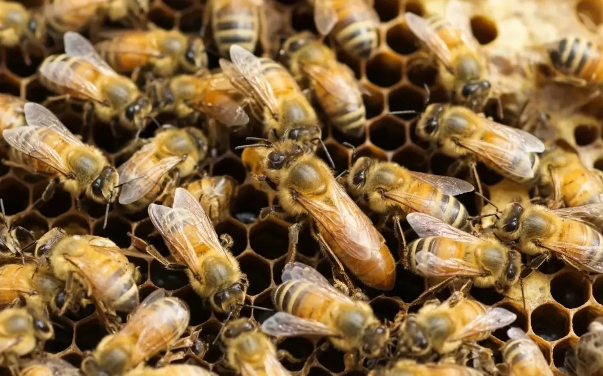 Iran-Arisi-Apis-mellifera-meda