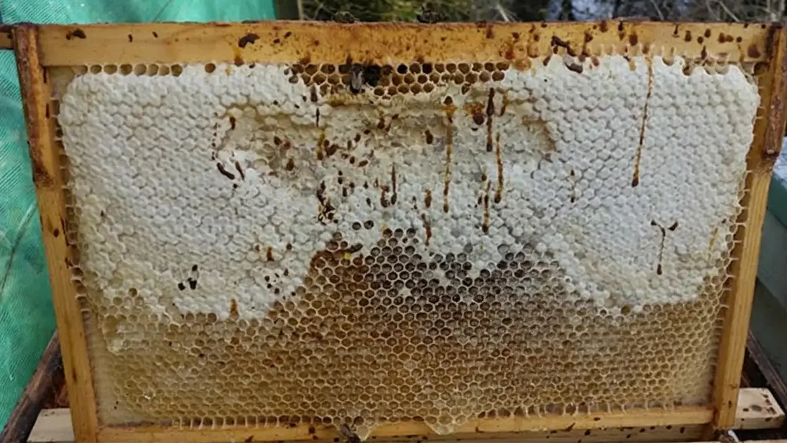 Nosema-Ari-Hastaligi