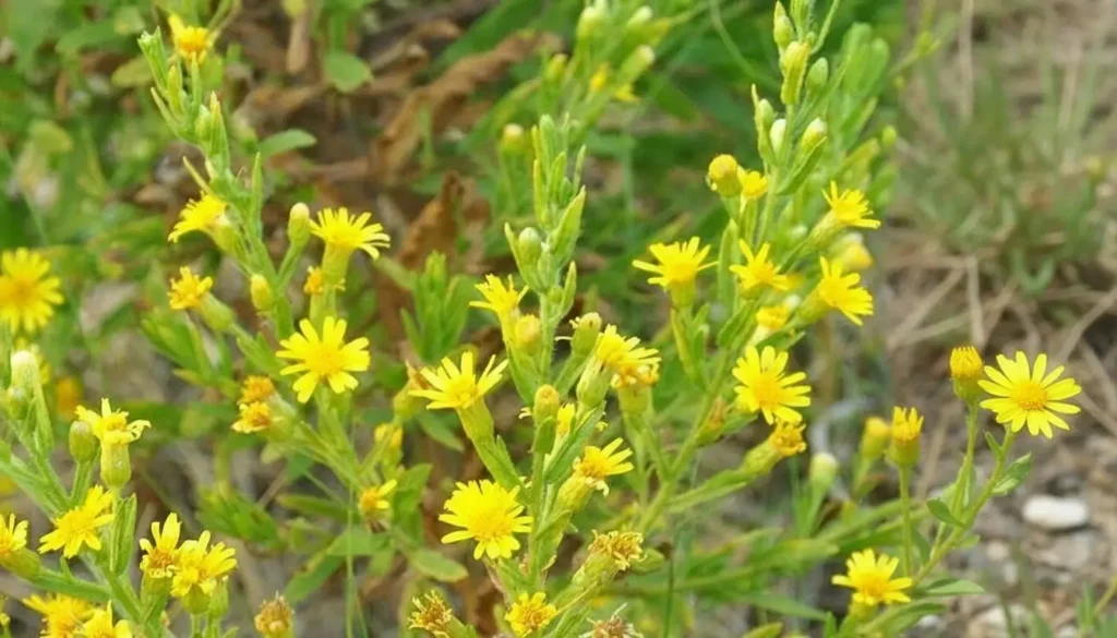 Andız Otu (Inula viscosa)