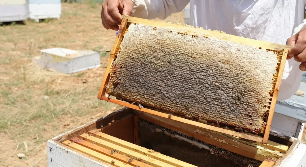 Esmer Ana Arısının Bal Verimi