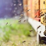 Arıcılık Kârlı mı?