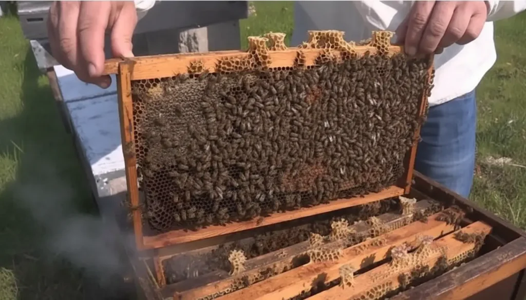 Efe Ana Arısının Bal Verimi