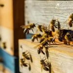 Bir Kovanda Kaç Arı Olur?