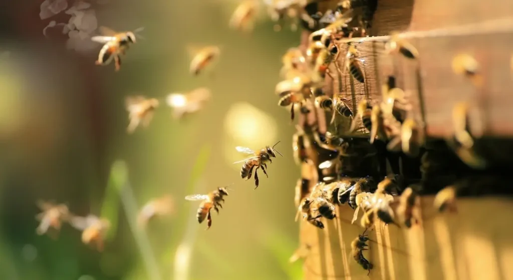 Diğer Arı Irkları ve Muğla Arısı ile Karşılaştırma