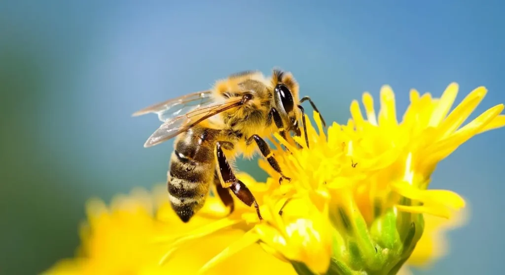 Diğer Arı Irkları ve Efe Arısı ile Karşılaştırma