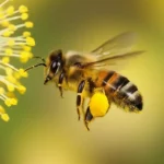 Arı Irkları ve Türleri Nelerdir?