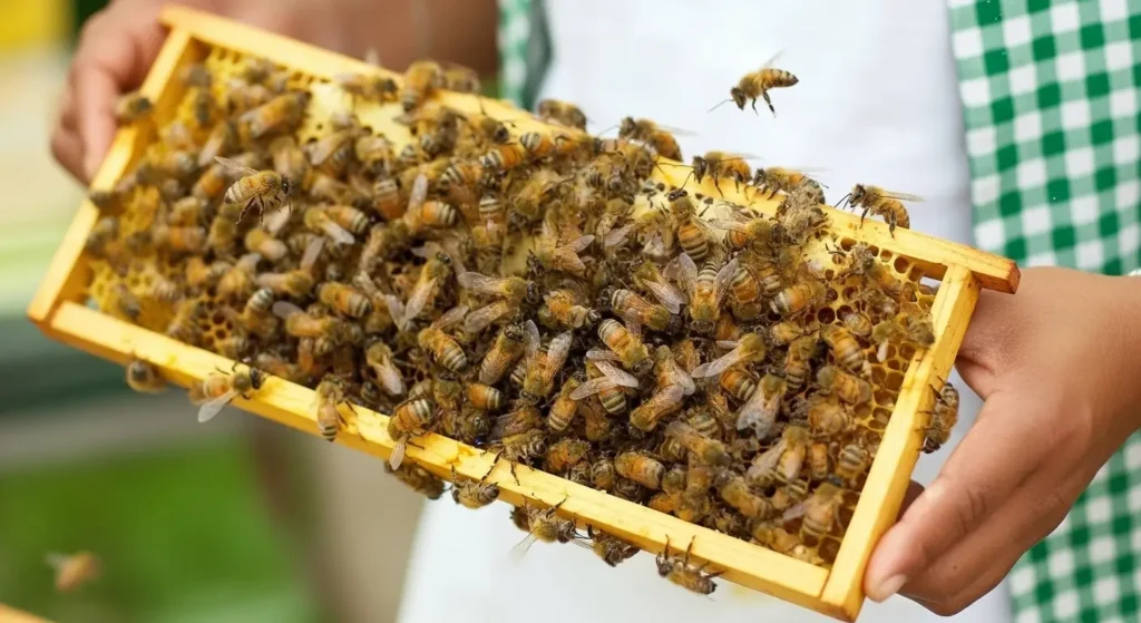 Yığılca Ana Arısının Bal Verimi