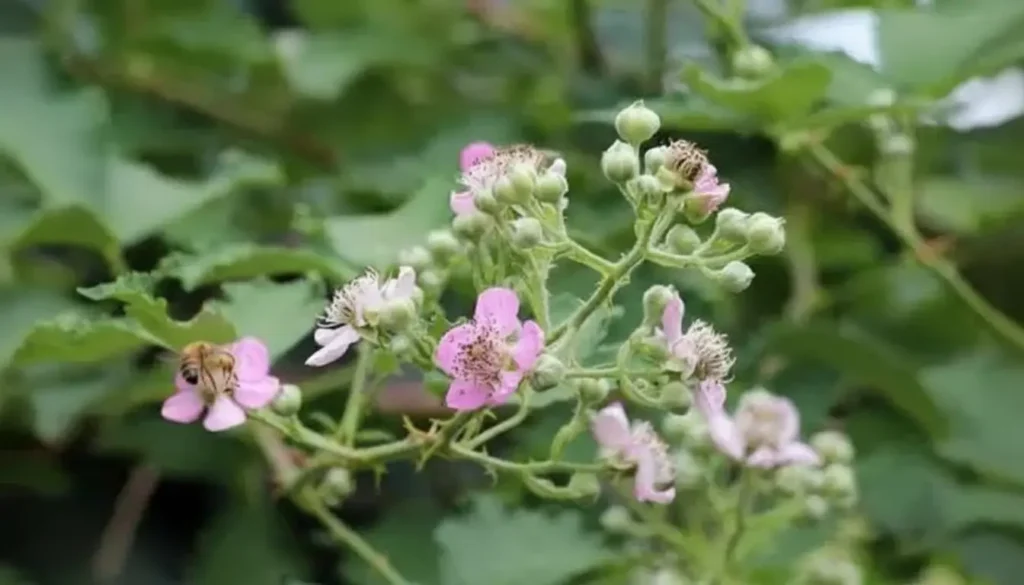 Böğürtlen (Rubus fruticosus)
