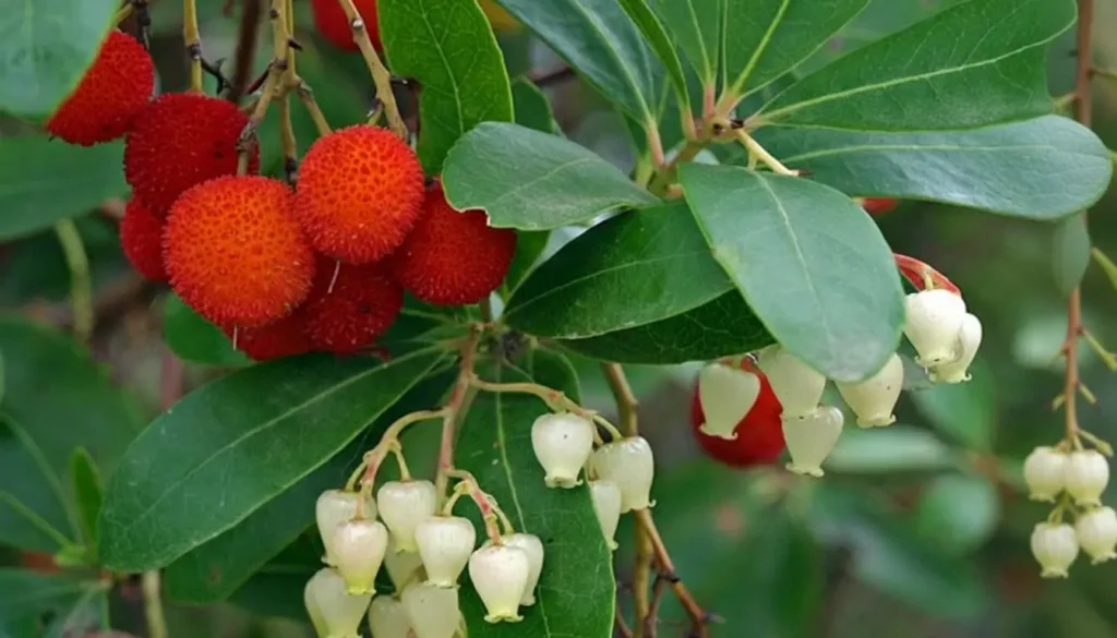 Dağ Çileği (Arbutus spp.)