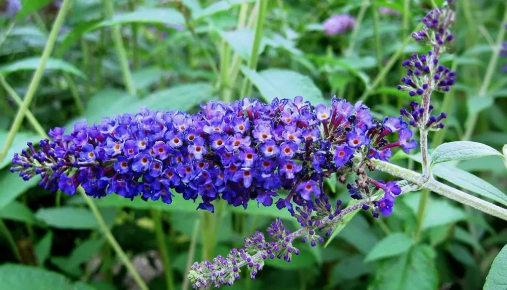 Kelebek Çalısı (Buddleja davidii)