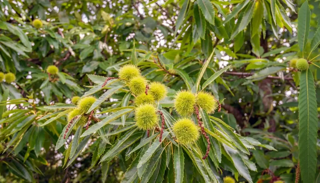 Kestane (Castanea sativa)