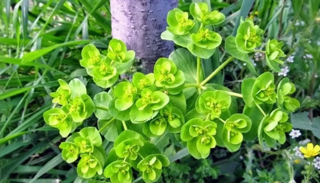 Sütleğen (Euphorbia spp.)