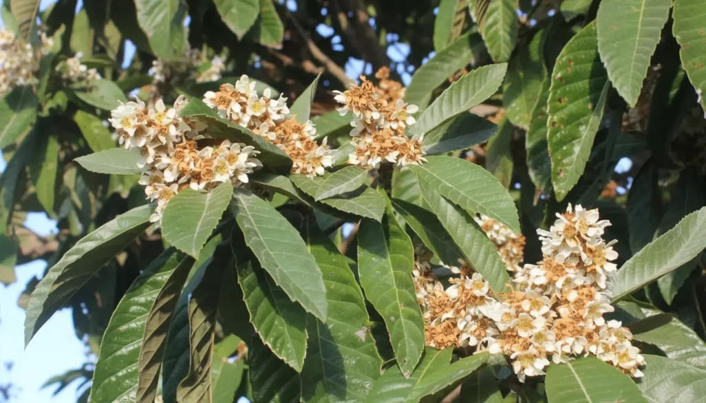Yeni Dünya (Eriobotrya japonica)