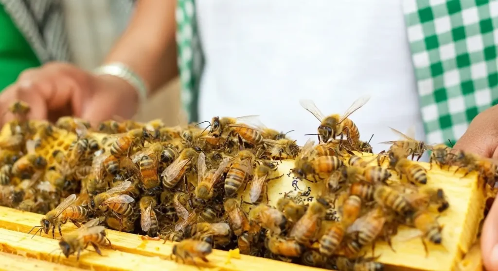 İtalyan Arısının Morfolojik Özellikleri