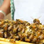 1 Kişi Kaç Kovan Arıya Bakabilir?