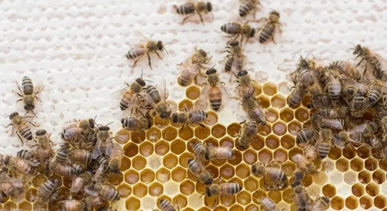 Bal Nedir? Bal Çeşitleri Nelerdir?