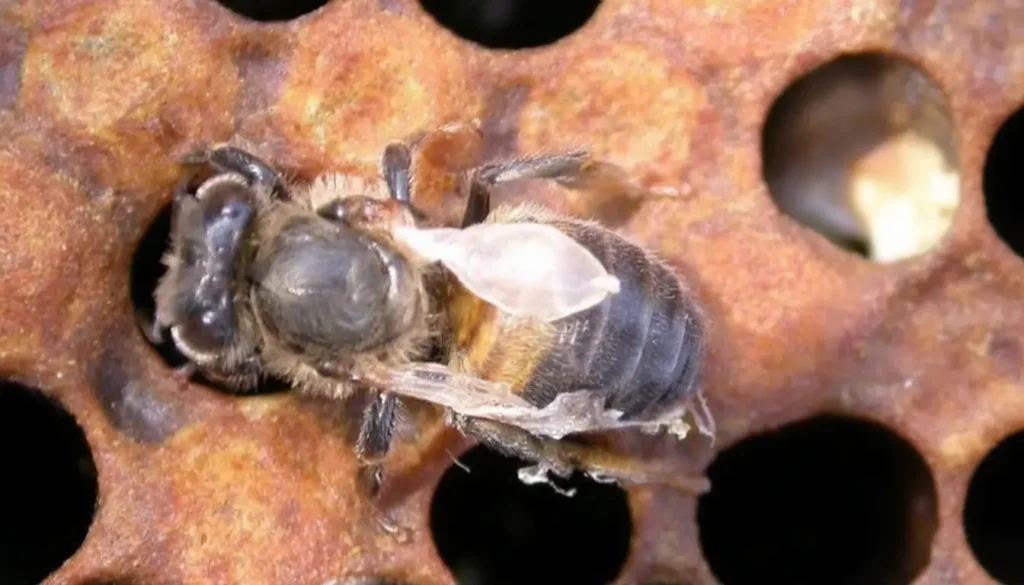 Akut Arı Felci Hastalığı Belirtileri Nelerdir?