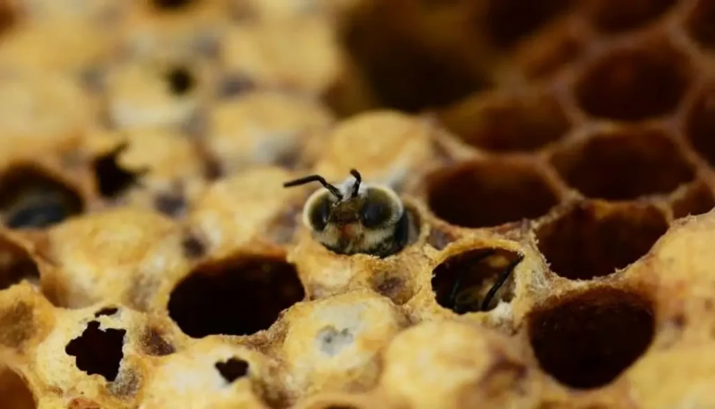 Akut Arı Felci Hastalığı Bulaşma Nedenleri