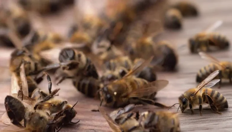 Akut Arı Felci Hastalığı