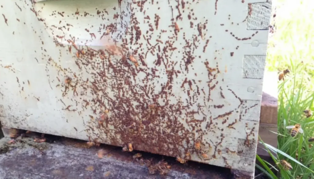 Amip Arı Hastalığı Belirtileri Nelerdir?