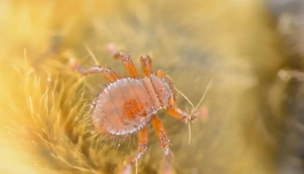 Arı Biti Yaşam Döngüsü