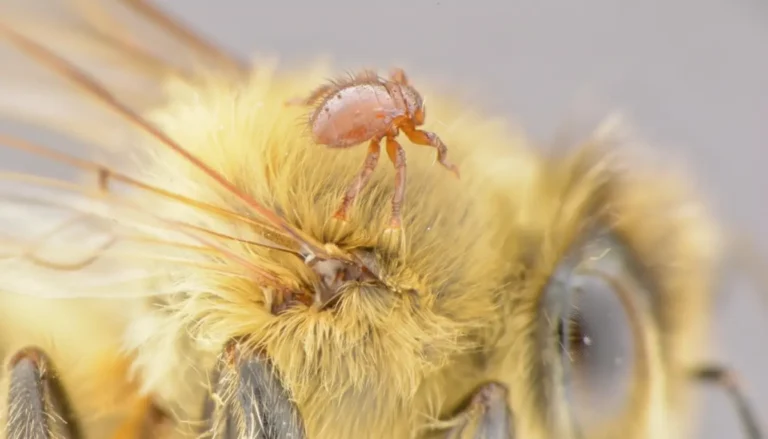 Arı Biti ile Mücadele Yöntemleri