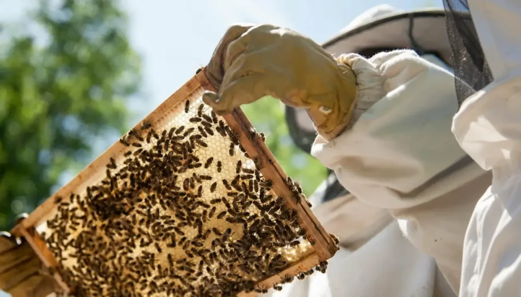 Taş Hastalığı; Arıcının Notları