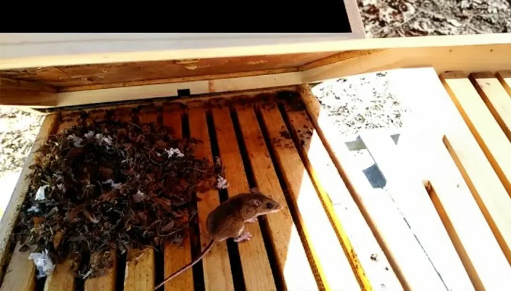 Farelerin Arılıklara Yönelme Nedenleri