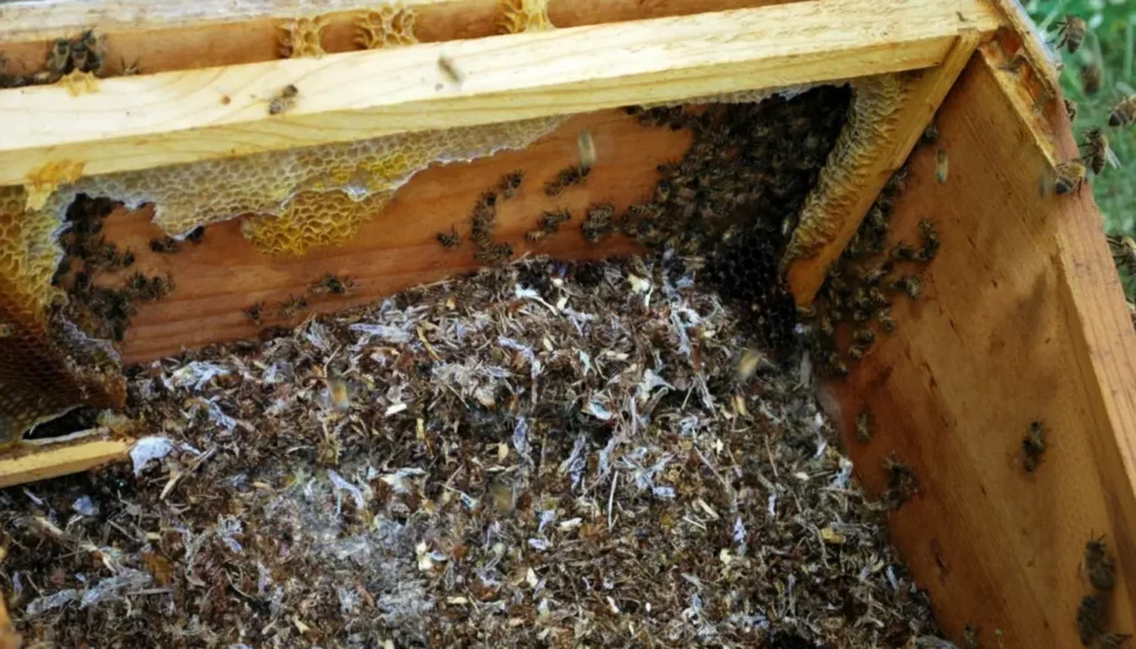 Kovan İçindeki Besin Kaynaklarının Çekiciliği (Bal, Polen ve Arılar)