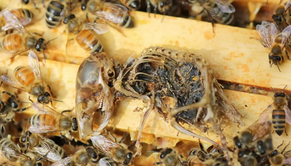 Koloni İçi Stres ve Hastalık Riski