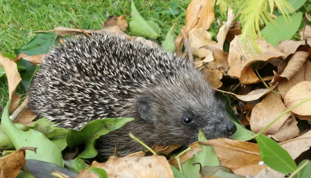 Kirpinin Yaşam Döngüsü