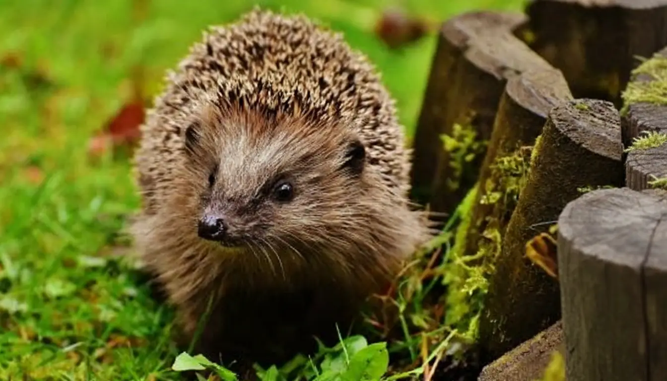 Arıcılıkta Kirpi Zararlısı