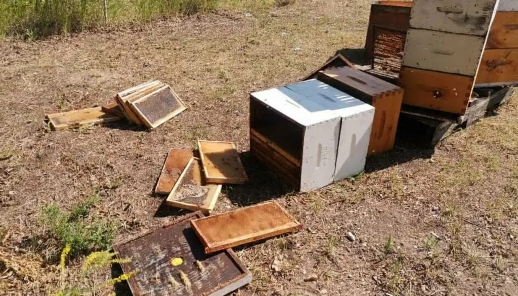 Ayının Yaşam Döngüsü