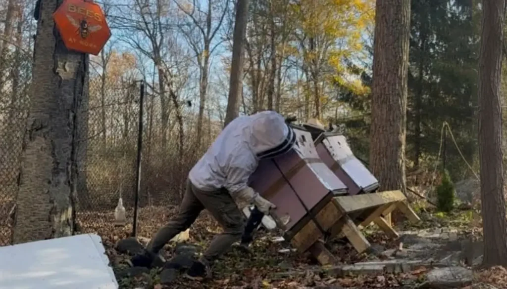 Ayıların Kovanlarda Yarattığı Tahribat
