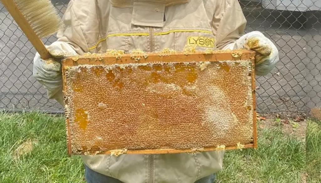 Bal Çeşitleri Nelerdir?