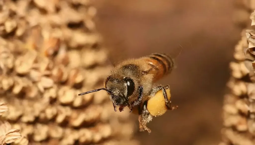 Arı Kuşu Yaşam Döngüsü