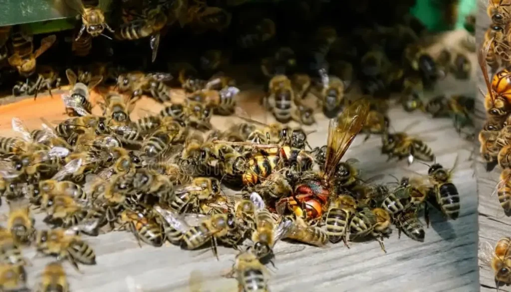 Arı Kolonilerine Yönelik Tehdidin Boyutları