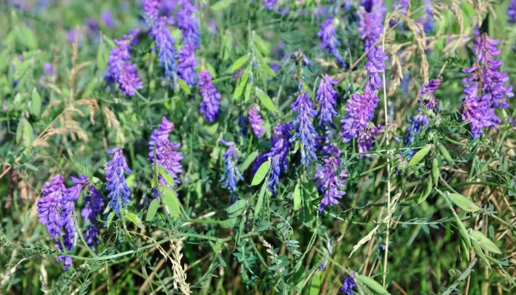 Fiğ (Vicia spp.)