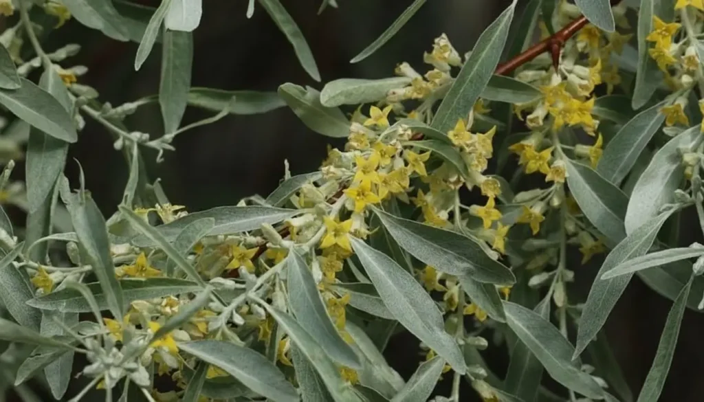 İğde (Elaeagnus angustifolia)