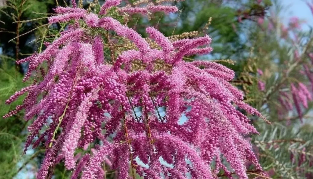 Ilgın (Tamarix spp.)