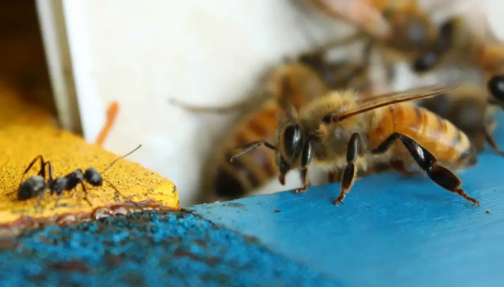 Karıncanın Yaşam Döngüsü