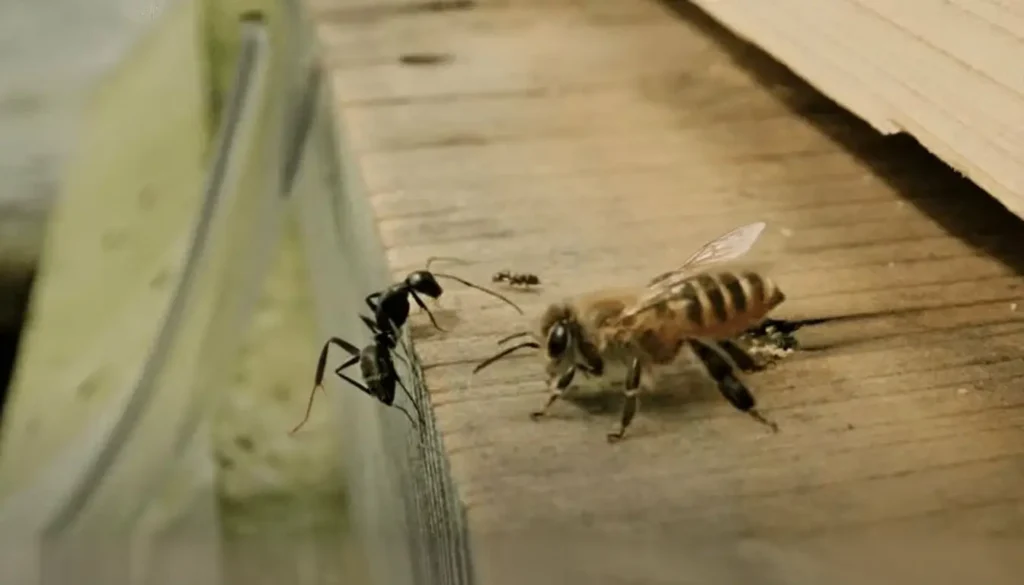 Karınca Arı Zararlısının Kovana Bulaşma Nedenleri