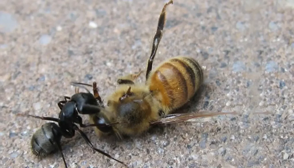 Karınca Arı Zararlısı ile Nasıl Mücadele Edilir?