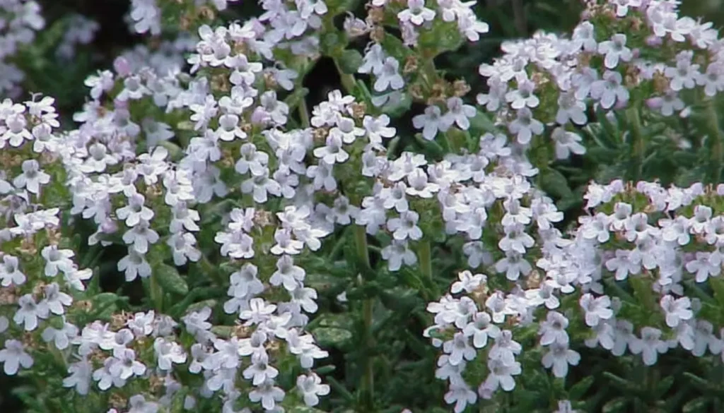 Kekik (Thymus spp.)