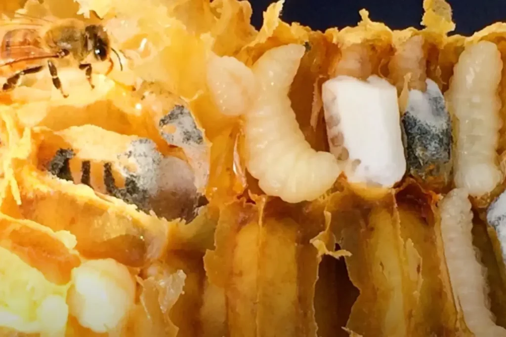 Kireç Hastalığı Belirtileri Nelerdir?