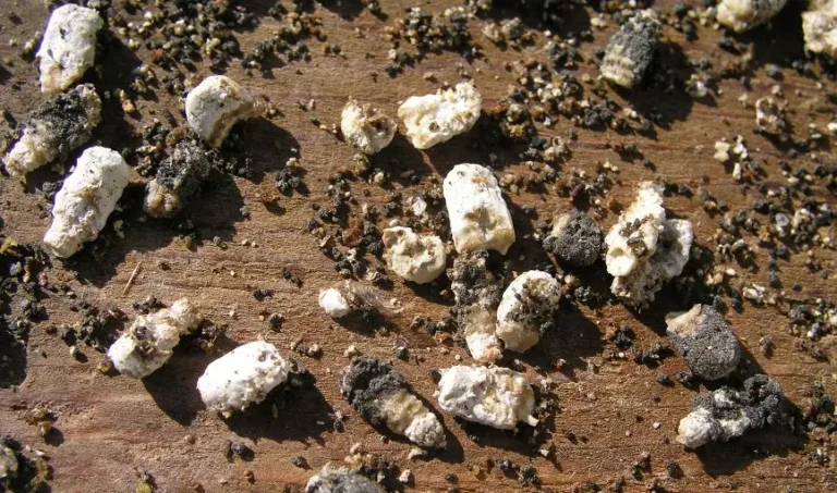 Kireç Arı Hastalığı