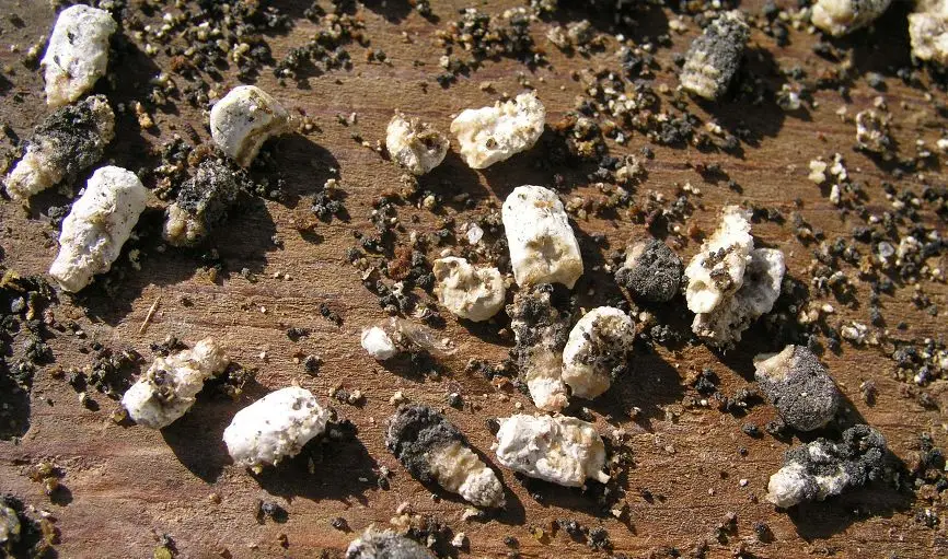 Kireç Arı Hastalığı