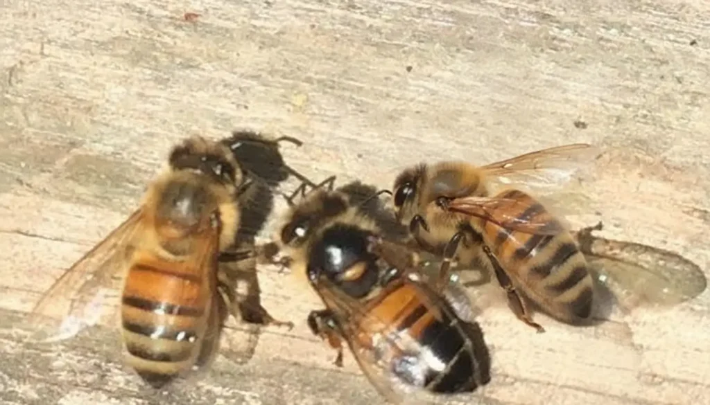 Kronik Arı Felci Hastalığı Belirtileri Nelerdir?